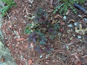 small rose bush with new leaves