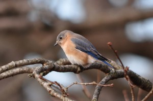 a small bird sitting on a tree limb